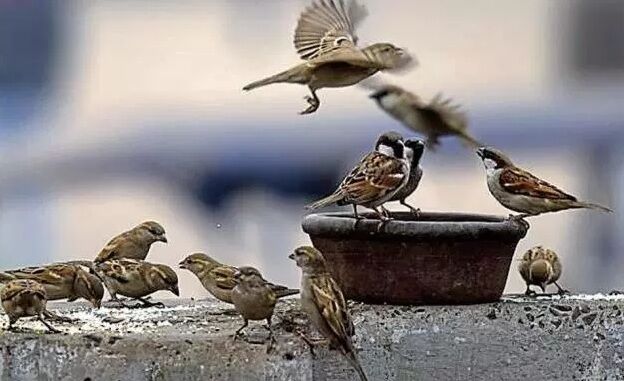 वाह रे न्यायाधीशों का आदेश - फ्लैट की टेरेस पर बकरा तो काट सकते है पर चिड़ियों को दाना नहीं खिला सकते