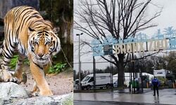 कोरोना वायरस, bronx-zoo-in-new-york -tiger-tests-positive-for--coronavirus, Covid-19 कोरोना वायरस, bronx-zoo-in-new-york -tiger-tests-positive-for--coronavirus, Covid-19
