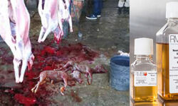 फीटल काफ़ सीरम, कोरोना, Corona, Fetal-Calf-Serum-FCS-brutality-for-Human-Life, Fetal Bovine Serum